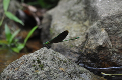 Neurobasis chinensis