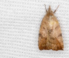 Tortricopsis euryphanella