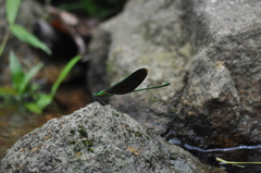 Neurobasis chinensis