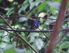 Cyornis hainanus