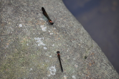 Heliocypha bisignata