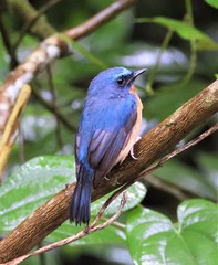Cyornis whitei