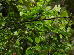 Ficedula westermanni