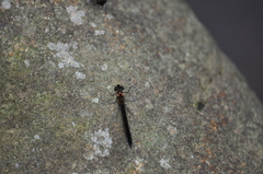 Heliocypha bisignata