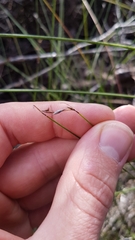 Netrostylis capillaris