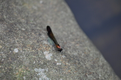 Heliocypha bisignata