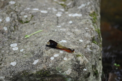 Heliocypha bisignata