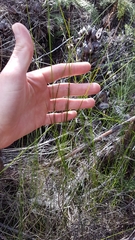 Netrostylis capillaris