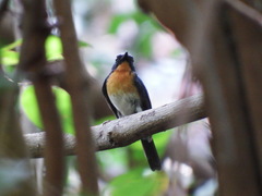 Cyornis sumatrensis