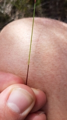 Netrostylis capillaris