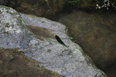 Neurobasis chinensis