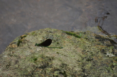 Neurobasis chinensis