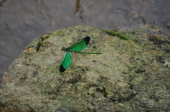 Neurobasis chinensis