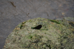 Neurobasis chinensis