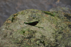 Neurobasis chinensis