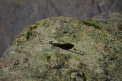 Neurobasis chinensis