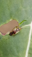 Niastama punctaticollis