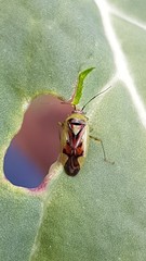 Niastama punctaticollis