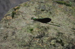 Neurobasis chinensis