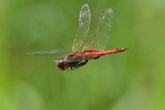 Tramea abdominalis