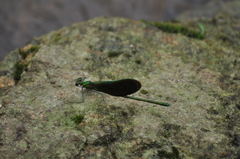 Neurobasis chinensis