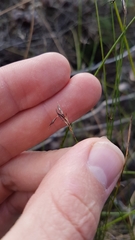 Netrostylis capillaris