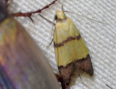 Heteroteucha distephana