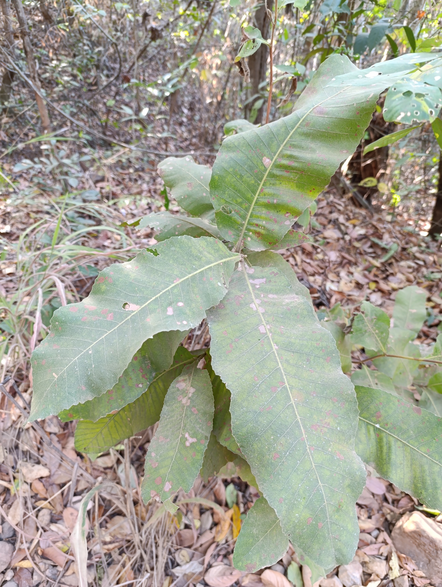 Curatella americana