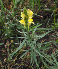 Linaria vulgaris