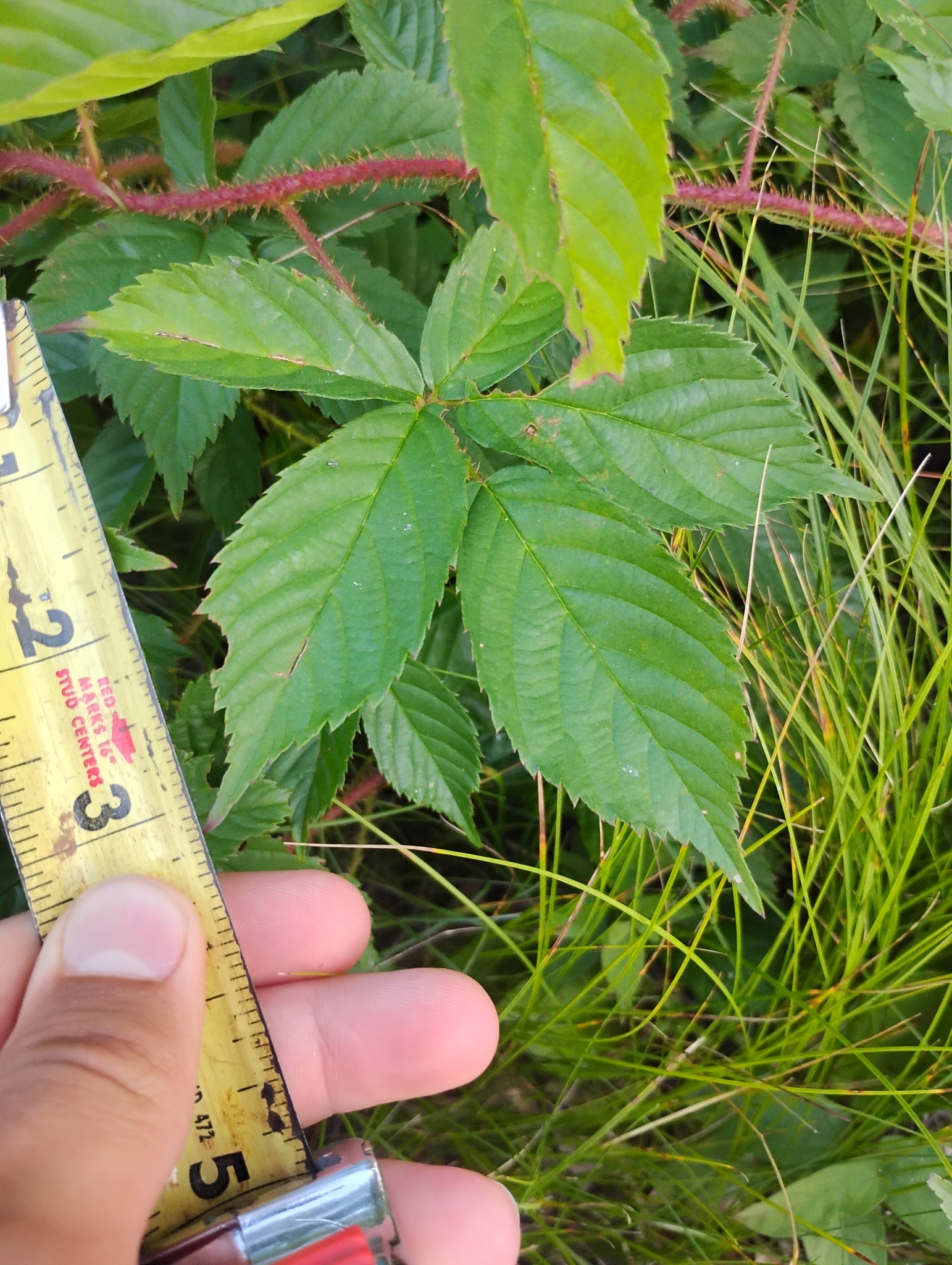 Rubus X permixtus