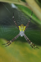 Argiope appensa