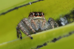 Salticinae