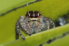 Salticinae