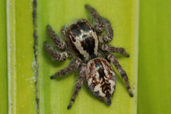 Salticinae