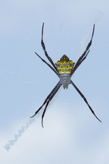 Argiope