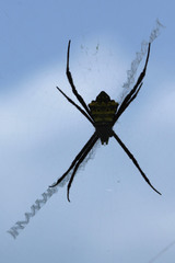 Argiope