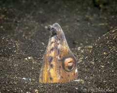 Ophichthus altipennis