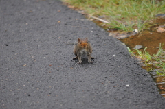Funambulus tristriatus