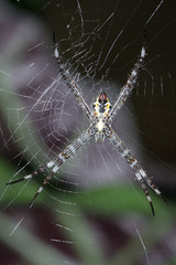 Argiope appensa