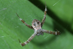 Argiope