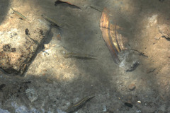Dermogenys pusilla