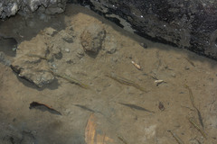 Dermogenys pusilla