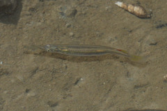 Dermogenys pusilla