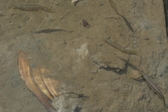 Dermogenys pusilla