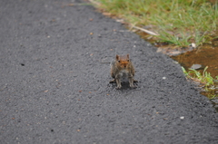 Funambulus tristriatus
