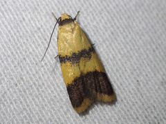 Heteroteucha translatella