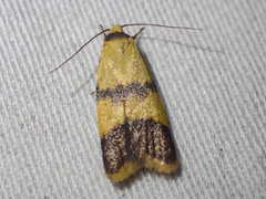 Heteroteucha translatella
