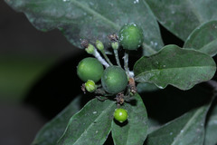 Solanum diphyllum
