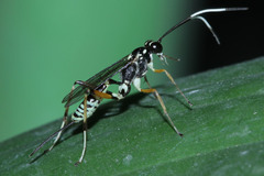 Ichneumonidae