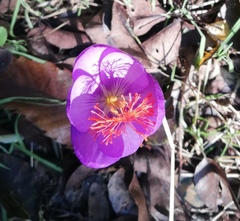 Crocus ligusticus